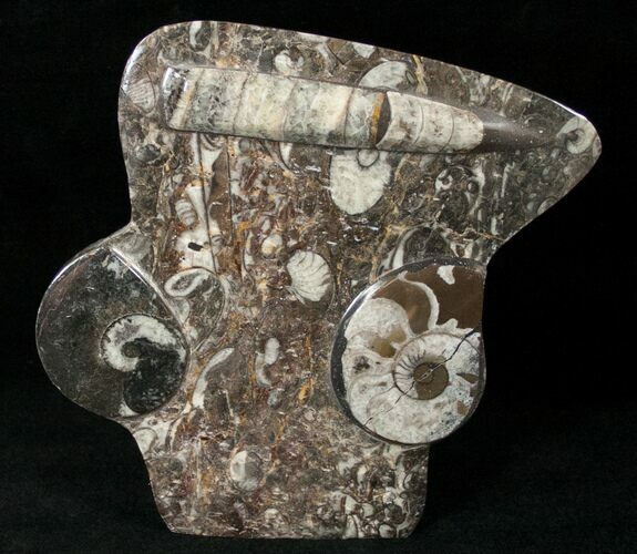 Fossil Goniatite & Orthoceras Sculpture - #14610